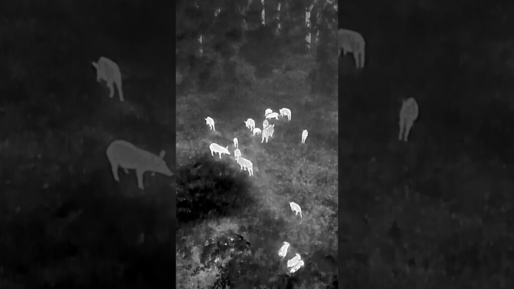 Mavic 3 Enterprise: Thermal vision, wildlife spotting, & night ops!  Explore real-world uses, 3rd-party innovations, & safety features.   Click to learn more.