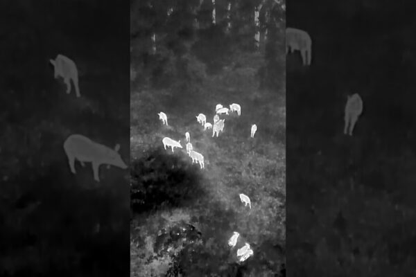 Mavic 3 Enterprise: Thermal vision, wildlife spotting, & night ops!  Explore real-world uses, 3rd-party innovations, & safety features.   Click to learn more.