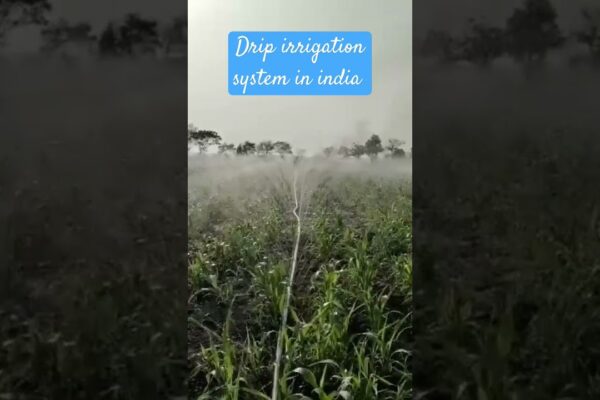 Drones  are changing farming!  See how they revolutionize irrigation for better yields. Click to explore!