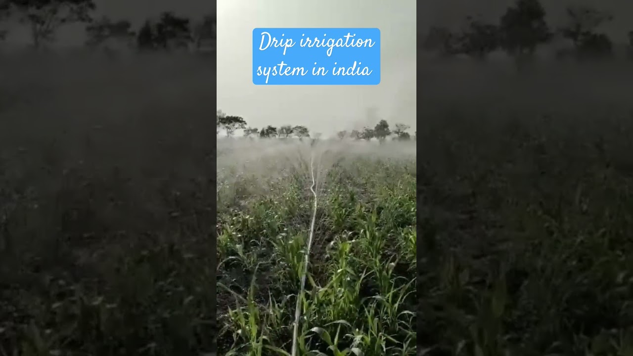 Drones  are changing farming!  See how they revolutionize irrigation for better yields. Click to explore!