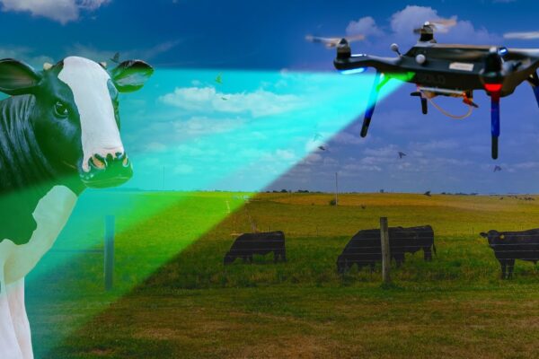 Eyes in the sky! See how drones are revolutionizing cattle health. Click to explore the future of farming!