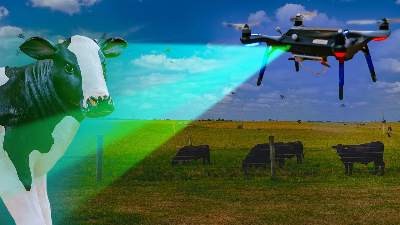 Eyes in the sky! See how drones are revolutionizing cattle health. Click to explore the future of farming!