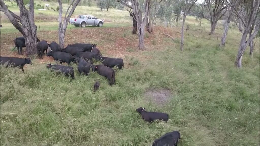 Drones counting cows?   See the buzz!  Revolutionizing feedlots with smart tech for healthier herds. Click to learn more!