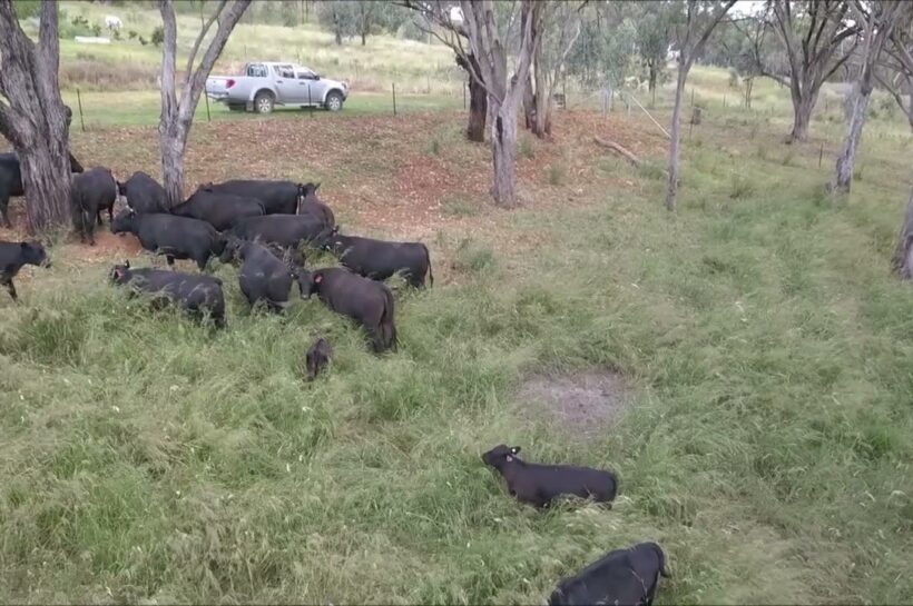 Drones counting cows?   See the buzz!  Revolutionizing feedlots with smart tech for healthier herds. Click to learn more!