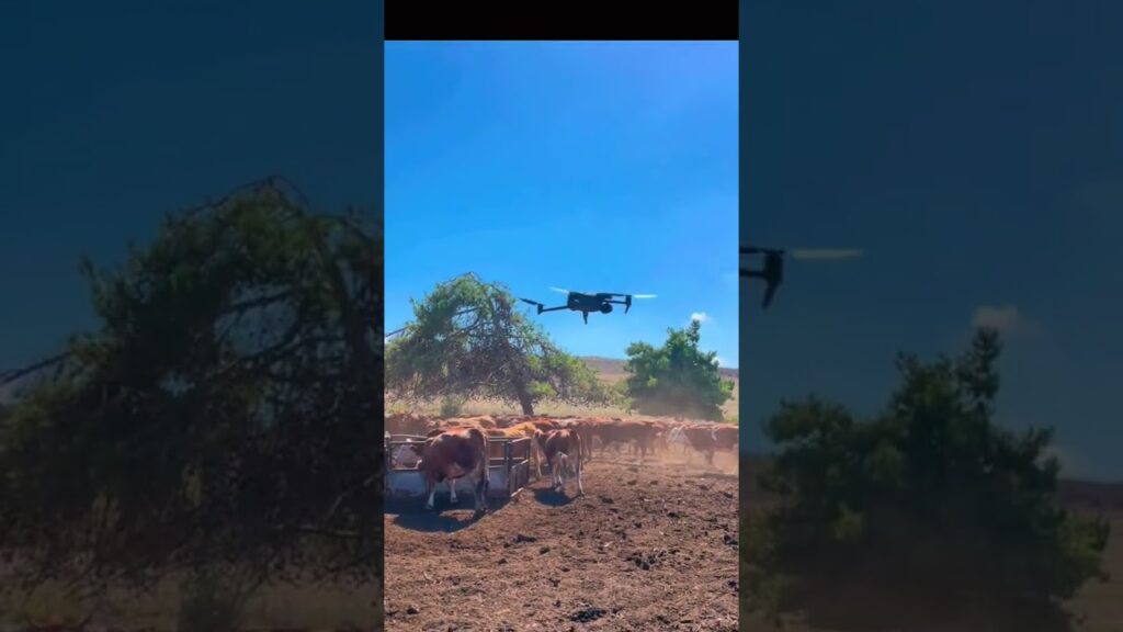 Future ranching is HERE!  Drones are autonomously herding cattle, saving time & money. Click to learn how!