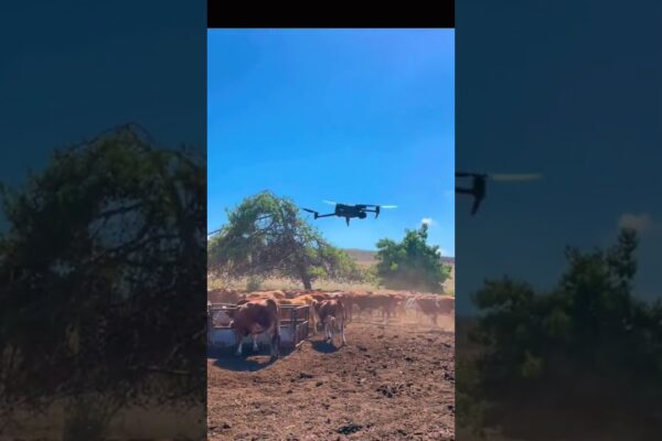 Future ranching is HERE!  Drones are autonomously herding cattle, saving time & money. Click to learn how!