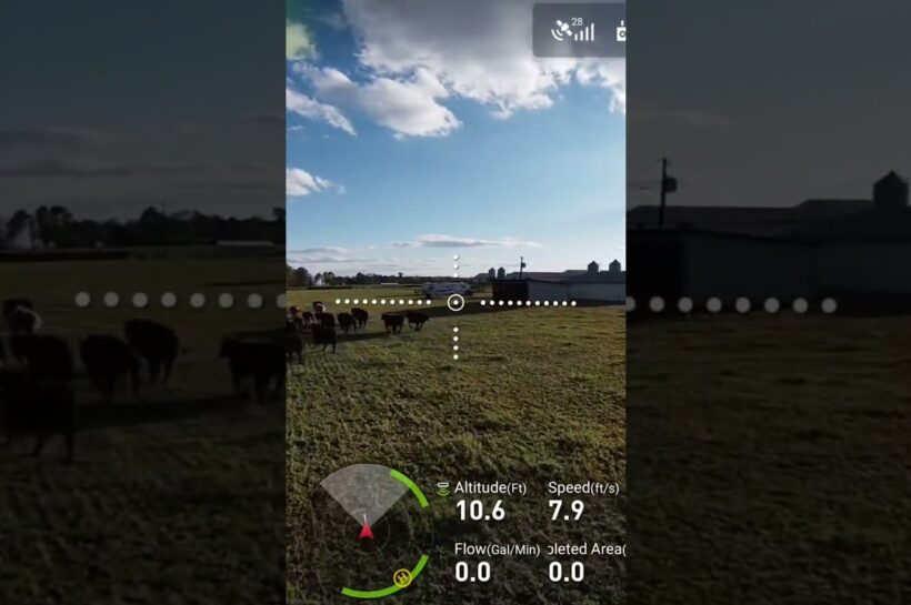 Drones moving cattle?   Discover how ranchers are using drones for efficient herding & finding lost cows! Click to see the revolution.