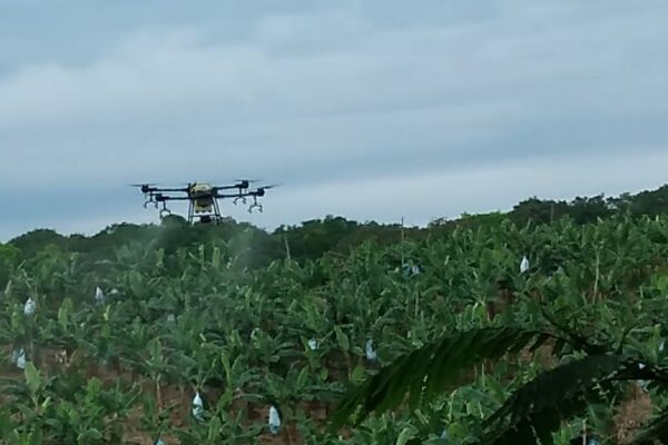 Drones picking bananas?!  Witness the revolution!  This tech is bananas!  Click to see the future of farming.