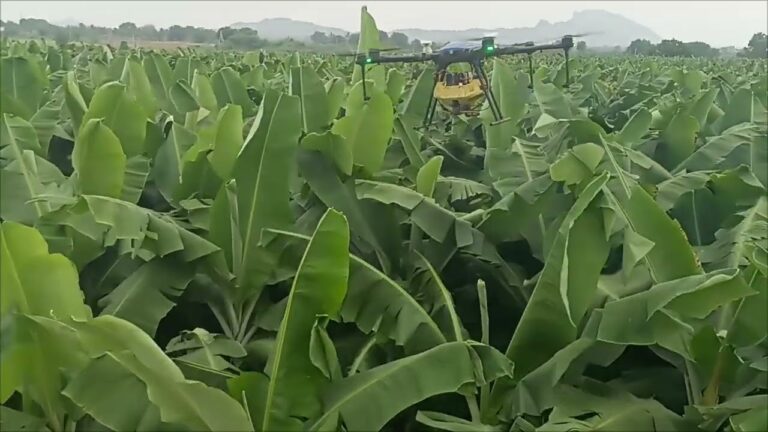 Drones are revolutionizing banana farming!   Precision transport, efficiency gains, and aerial monitoring transform cultivation & harvesting.  See the future of farming firsthand. Click to learn more!