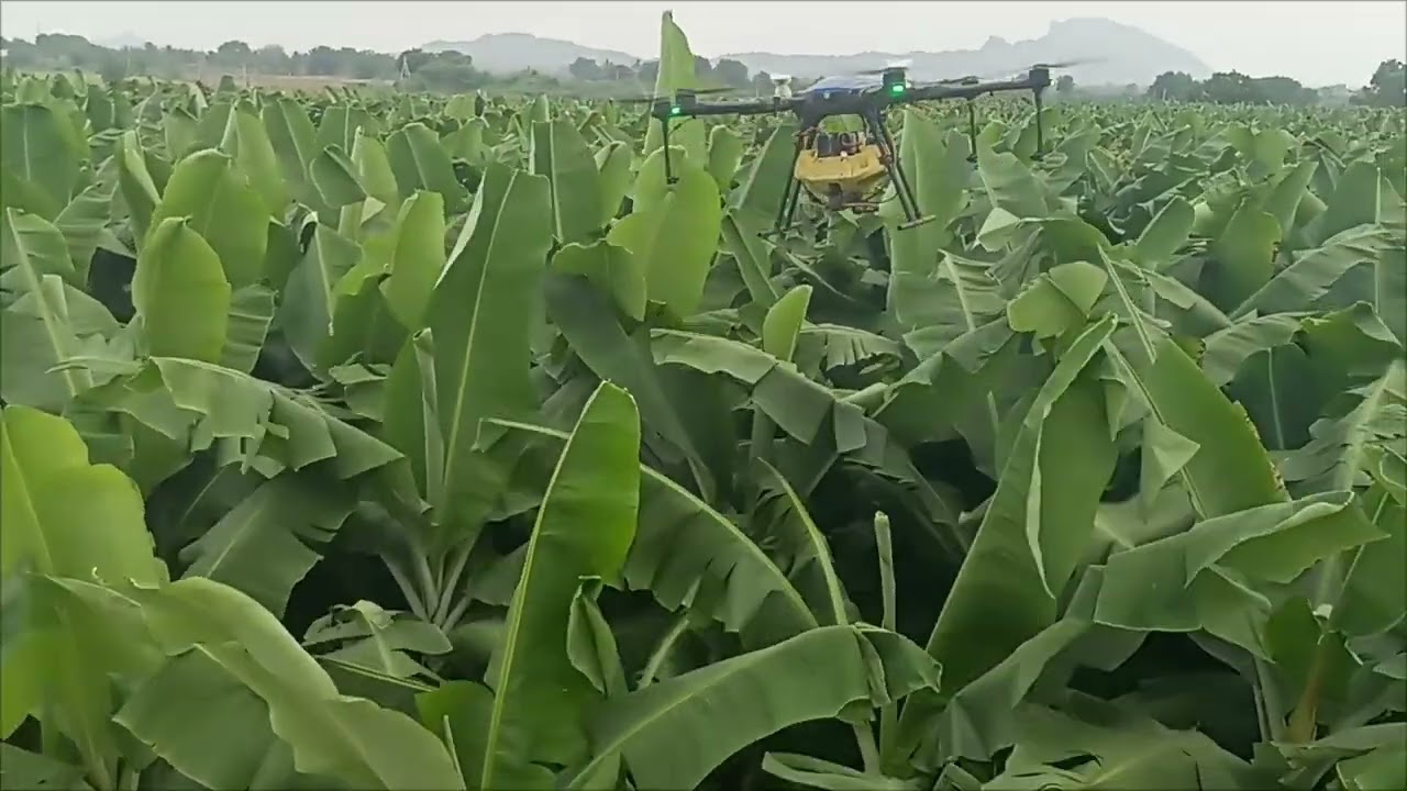 Drones are revolutionizing banana farming!   Precision transport, efficiency gains, and aerial monitoring transform cultivation & harvesting.  See the future of farming firsthand. Click to learn more!